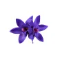 Dark Purple